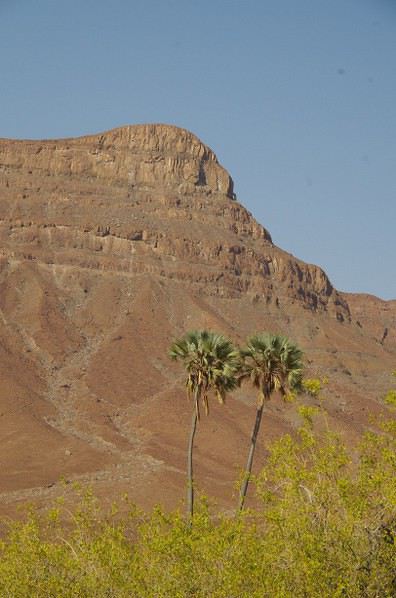 Palmiers Macalani (Macalani palm, Hyphaene petersiana), Parc National de la Côte des Squelettes, Namibie.
